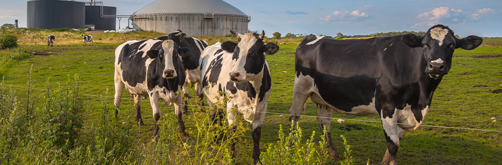 Converting Farm Methane Emissions into Clean Energy: How Renewable Natural Gas Transforms Agriculture and the Environment | Audubon Companies